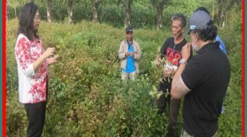 Wakil Bupati Humbahas Bersama Kementerian Pertanian Tinjau Budidaya Nilam di Lintongnihuta