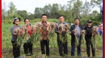 Bupati Humbahas Panen Bawang Putih di Lintongnihuta, Hasil Memuaskan.