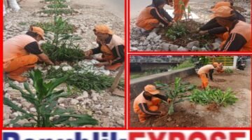 Pasca Penertiban PKL di Bantaran Kali Cengkareng Drain, Petugas PPSU Kelurahan Kembangan Utara Melakukan Penataan