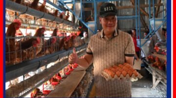 Bupati Humbahas Tinjau Peternakan Ayam Petelur Milik BUMDes di Lintongnihuta