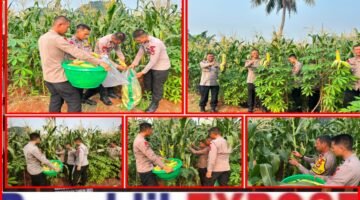 Brimob Polda Metro Jaya Dukung Ketahanan Pangan, Panen Jagung untuk Masyarakat