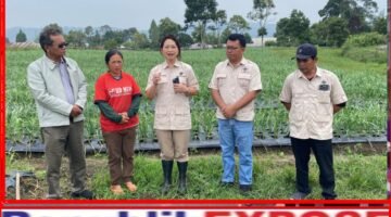 Wakil Bupati Humbahas Tinjau Potensi Lahan Bawang Putih di Desa Hutasoit Lintongnihuta